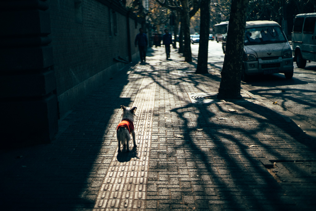 A Dog Was Waiting for Somebody by Gino Zhang, on Flickr