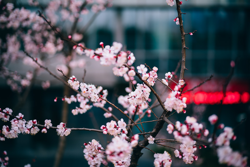 "20160311-170230_01735" by Gino Zhang, on Flickr, on 500px