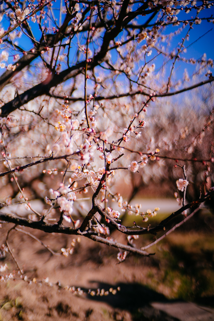 20150219-100434 by Gino Zhang, on Flickr