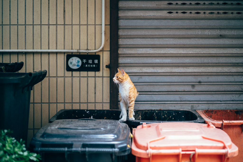 Stray Cat by Gino Zhang, 於 Flickr