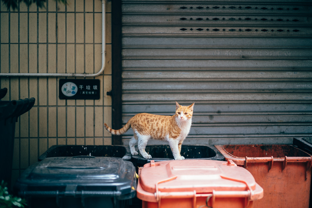 Stray Cat by Gino Zhang, 於 Flickr