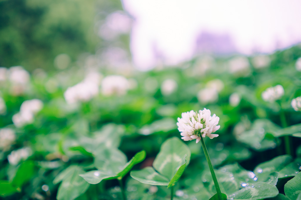 "白詰草" by Gino Zhang, on Flickr, on 500px