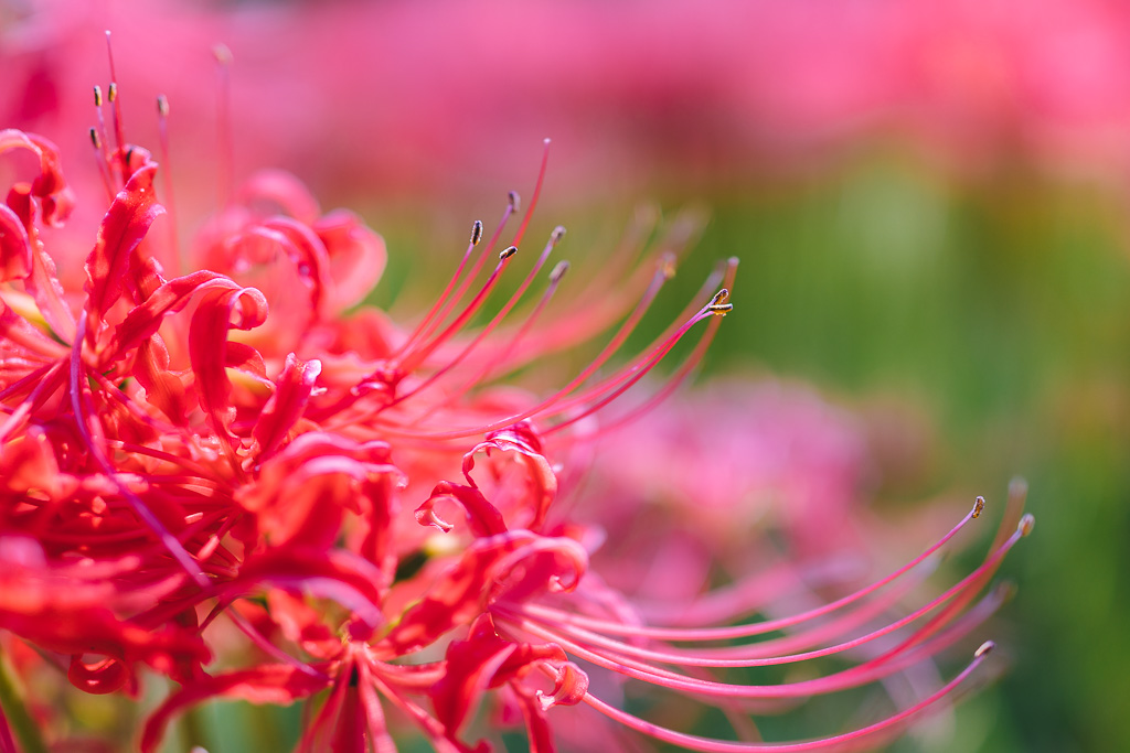 "20160925-103533_08142" by Gino Zhang, on Flickr, on 500px
